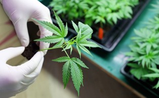 Rośnie zainteresowanie uprawą konopi w Polsce. Przepisy prawne hamują rynek