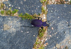 Veliki ljubičasti trčuljak