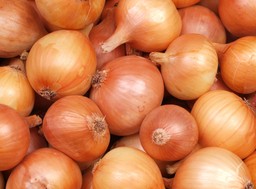 koniecznie posadź obok cebuli. te warzywa sprawią, że urośnie zdrowa i dorodna co sadzić obok cebuli