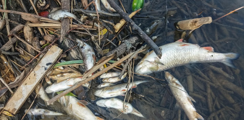Tysiące martwych ryb w rzece. Sprawę bada prokuratura