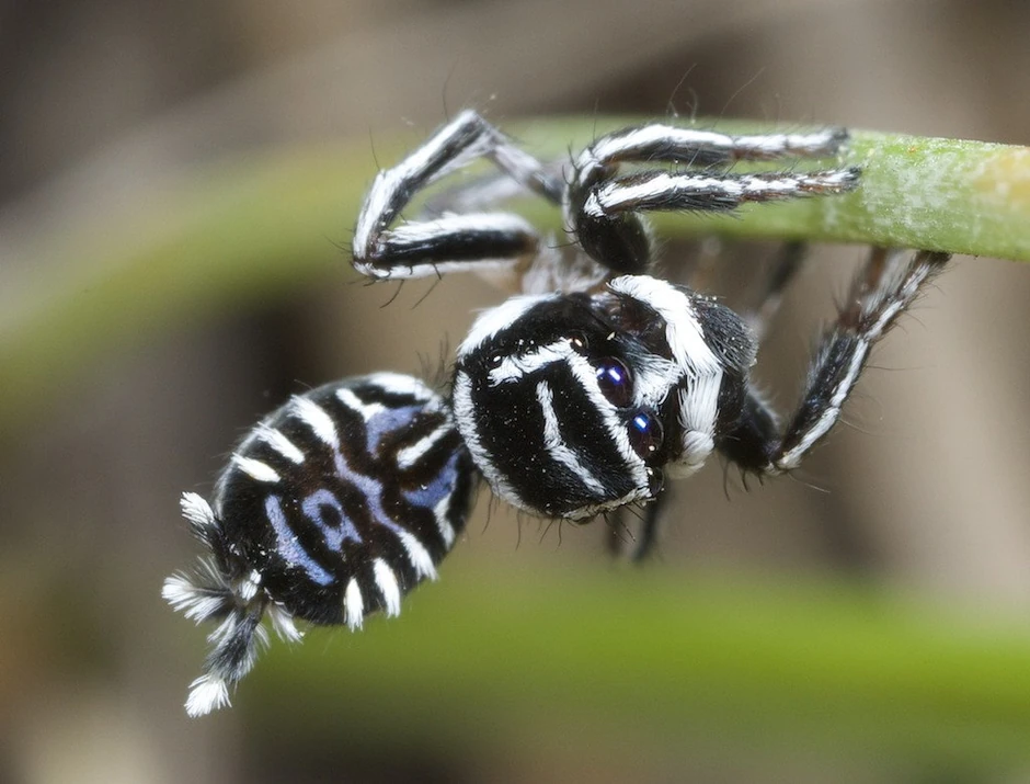 Maratus sceletus