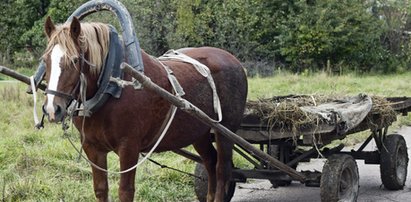 Koń wywiózł pijanego górala na Słowację!