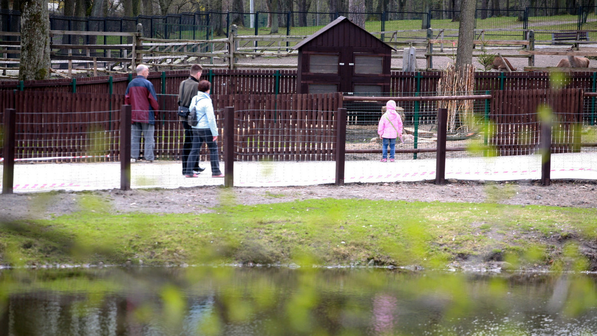 Baby zoo, w którym dzieci mogą podglądać życie małych zwierząt, a w przyszłości także je karmić, to nowa atrakcja miniogrodu zoologicznego w Białymstoku. W zagrodzie są świnki wietnamskie, króliki i kozy, niebawem będą też owieczki.