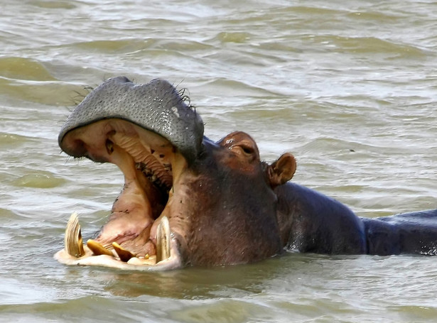 W kryzysie inwestuj w hipopotamy