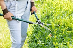 Kiedy najlepiej przycinać bukszpan? Zastosuj te zasady, a będzie długo cieszył oko