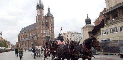 Kraków. Chcą czipować konie na Rynku