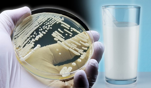 Lactobacillus u jogurtu oslobađa vodonik-peroksid, koji ubija kandidu i može pomoći u zaustavljanju gljivične infekcije.