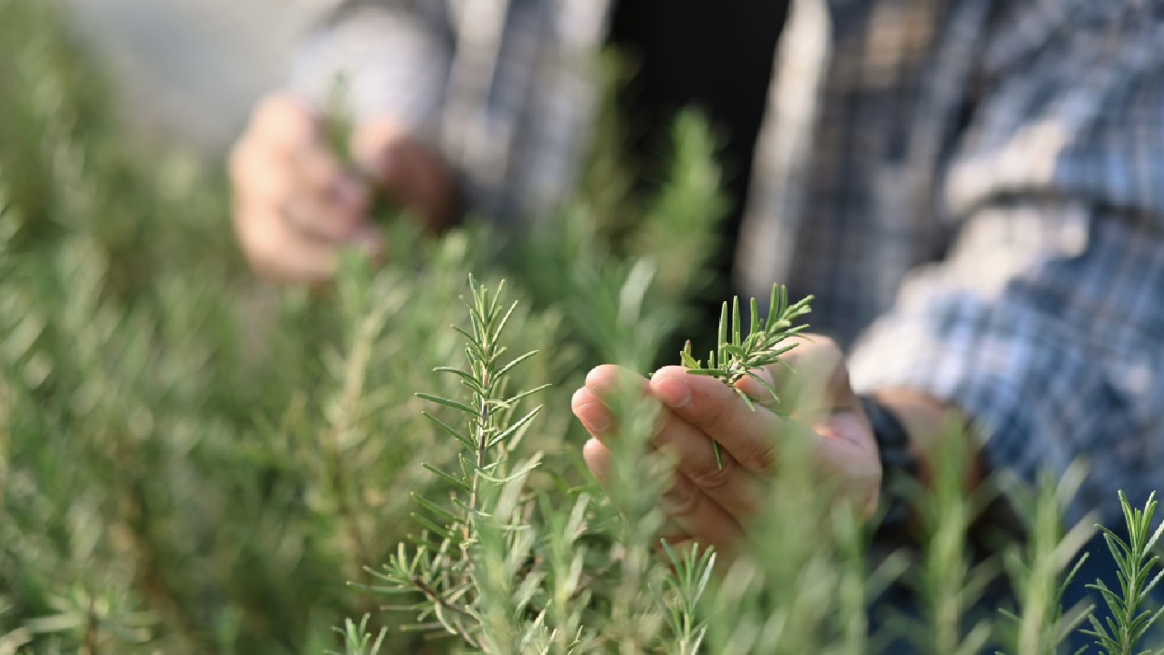 Planta pe care o ai în bucătărie care reduce stresul, sprijină memoria și luptă împotriva Alzheimerului