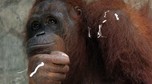 INDONESIA-WILDLIFE-ORANG UTAN