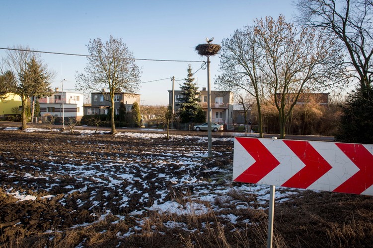 W bydgoskim Łęgnowie przy drodze wojewódzkiej nr 394 pojawiły się pierwsze bociany