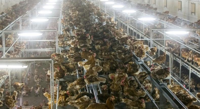 Chickens are pictured locked in a poultry farm in the Netherlands on November 10, 2016 following the discovery of bird flu among wild birds in Europe