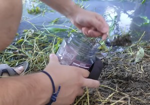 Eksperiment sa kanalizacijom