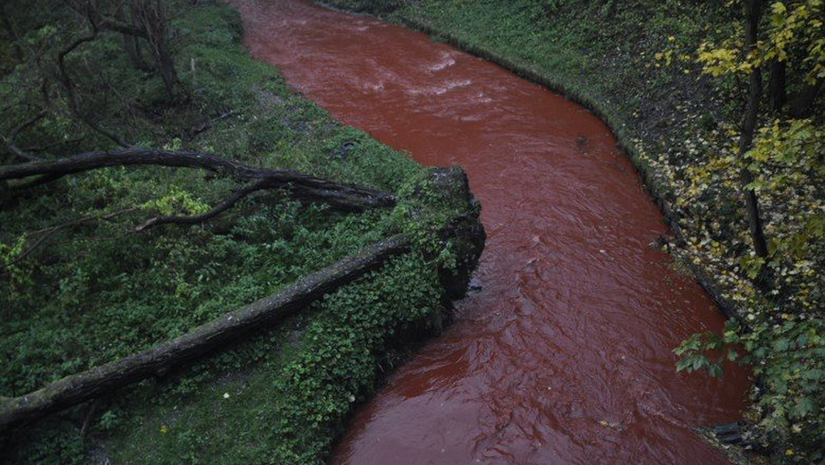 Wojewódzki Inspektorat Ochrony Środowiska ma już wstępne wyniki badań wody w Dzierżęcince, do której dostała się duża ilość czerwonego pigmentu. Woda ma dużo wyższe od normalnego pH, a pigment w prawie całości osadził się na dnie rzeki.