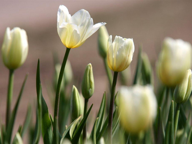 Tulipan z odmiany "Jan Paweł II"