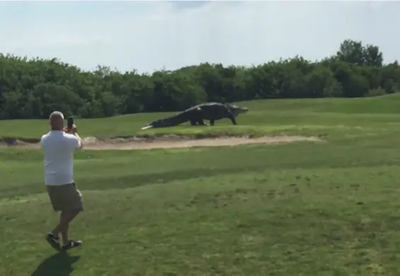 "Park Jurajski" na żywo: mężczyzna nagrał gigantycznego aligatora na polu golfowym