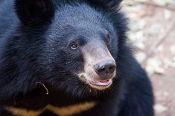 Niedźwiedź na lotnisku. Odwołano loty, policja w stanie gotowości