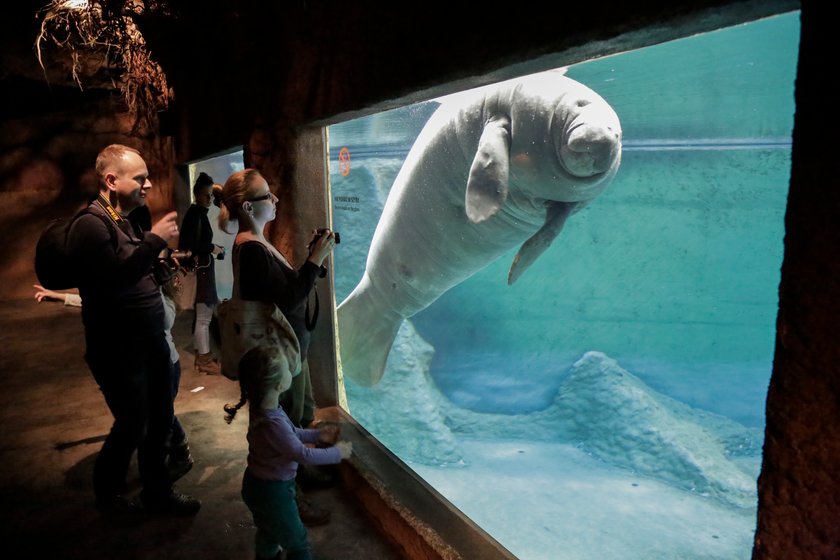 Therese von Bayern (22 l.), manatka z wrocławskiego zoo