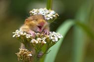 2017 Comedy Wildlife Photography Winners