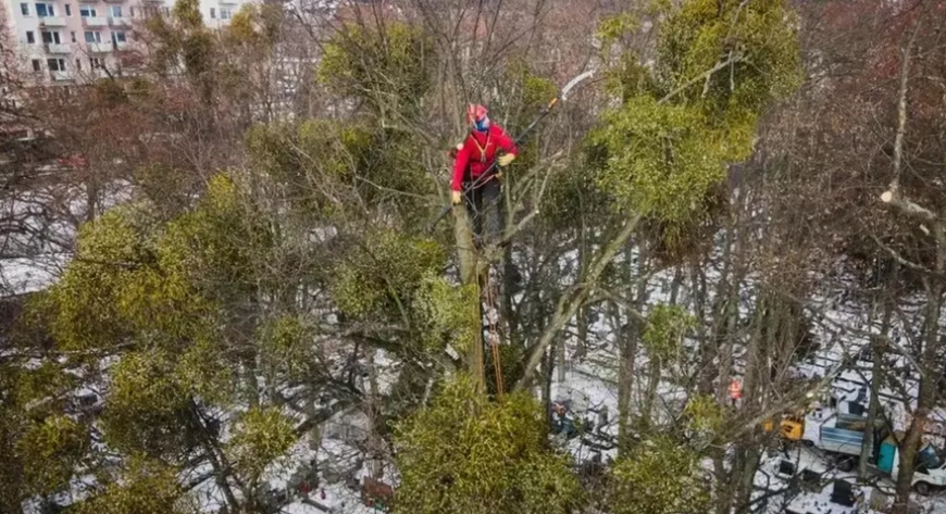 Do pozbycia się jemioły z koron drzew wykorzystywane będą podnośniki. Gros pracy wykonają jednak... alpiniści.