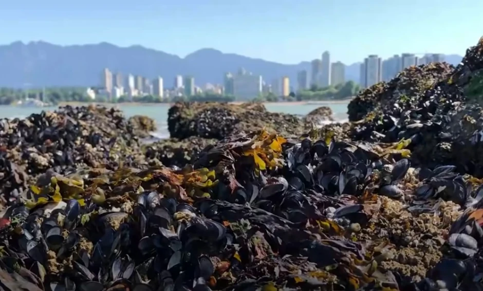 Usled vrućina dagnje se žive skuvale na plaži u Kanadi