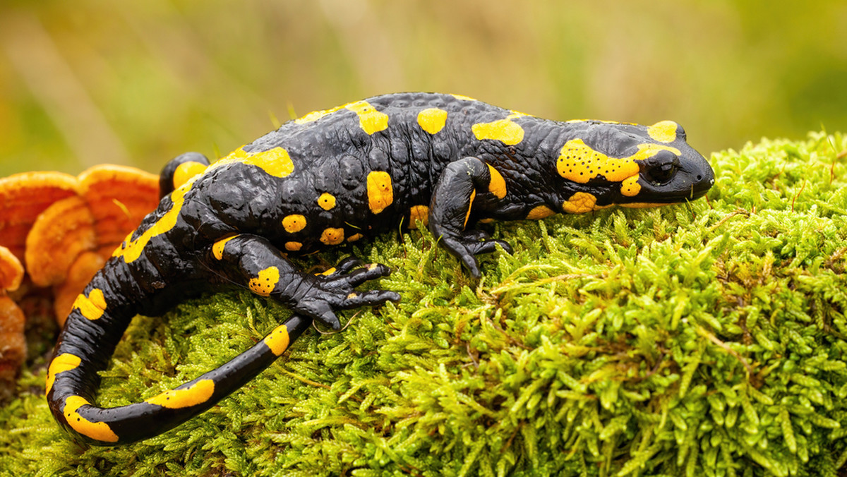 Polska fauna w obliczu katastrofy klimatycznej. Które gatunki są zagrożone?