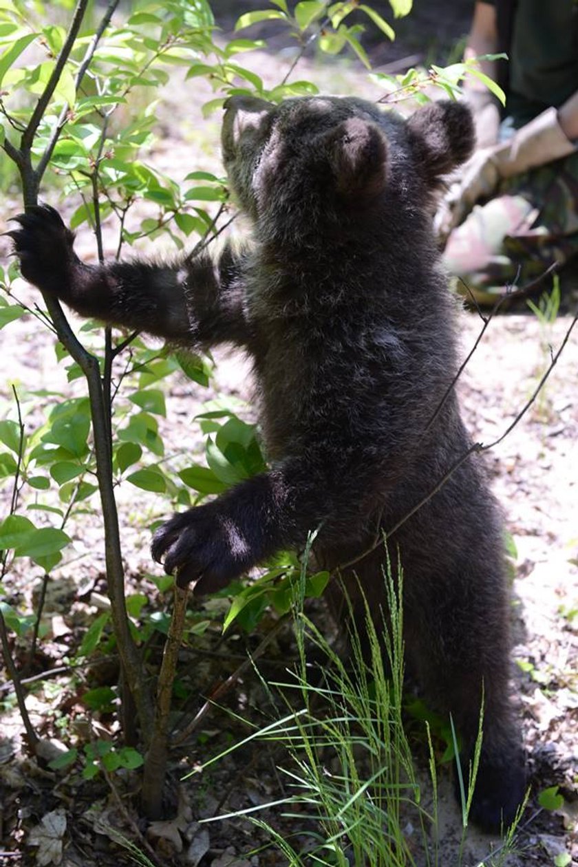 Mała niedźwiedzica Cisna już na wybiegu zoo