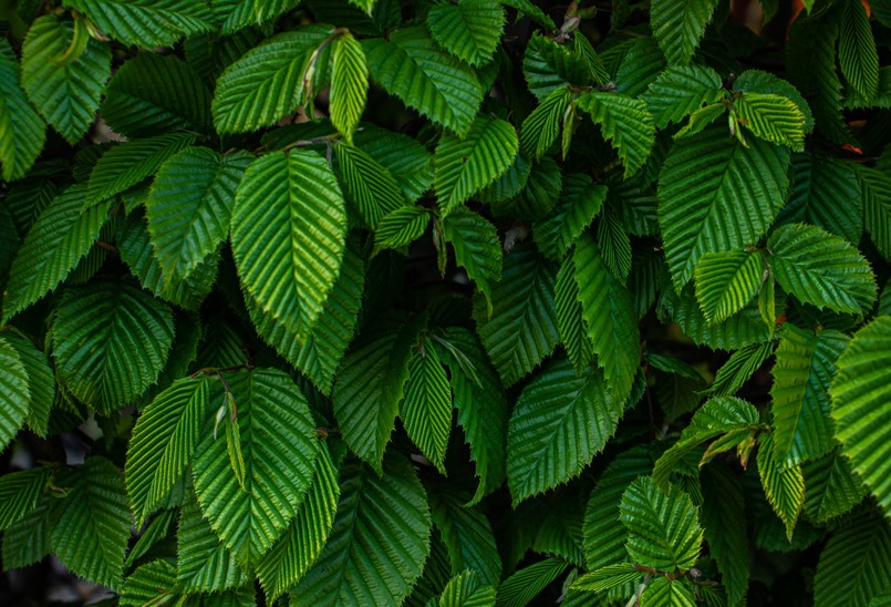 Wiąz syberyjski Ulmus Pumila Selective,Focus,Of,Ulmus,Pumila,Celer,Leaves,,European,Hornbeam,Or