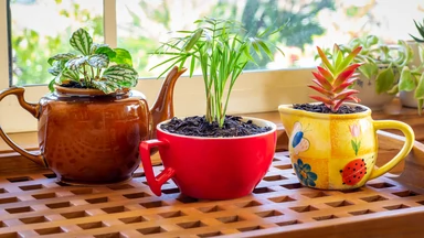 Piękne rośliny dzięki herbacie. Jak za pomocą herbaty pielęgnować rośliny
