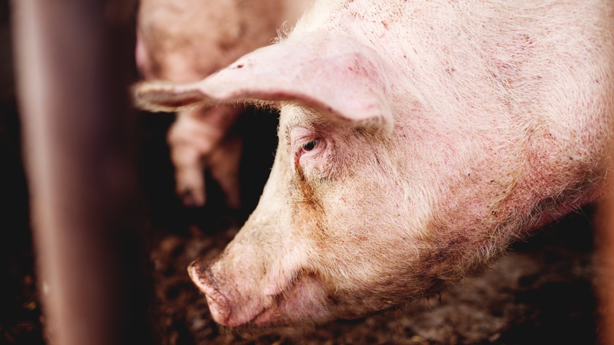 Główny Lekarz Weterynarii poinformował dziś o o wyznaczeniu drugiego w tym roku ogniska afrykańskiego pomoru świń (ASF). Choroba wystąpiła w gospodarstwie położonym w gminie Giżycko, w którym znajdowało się ponad 1700 świń.