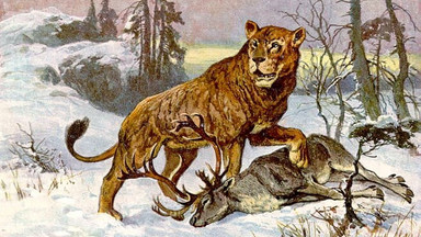 Na Syberii znaleziono świetnie zachowane szczątki lwów jaskiniowych