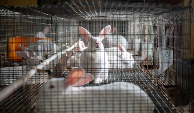 Zečevi, ilustracija