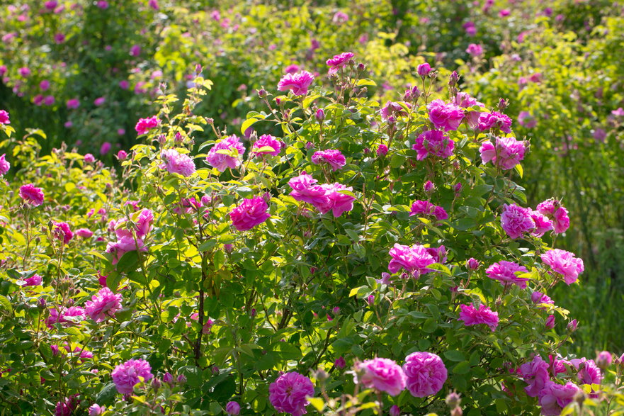Różę damasceńską cechuje bardzo intensywny zapach - tonya kolarova/stock.adobe.com