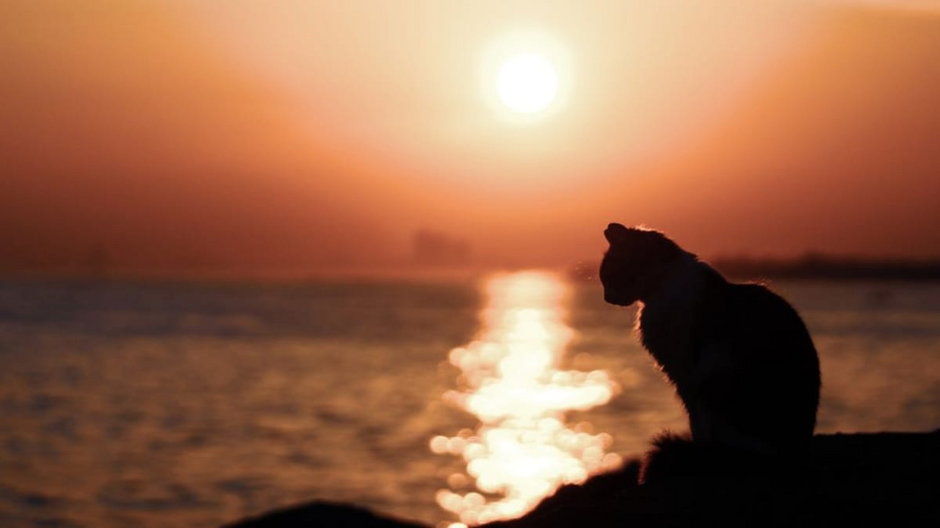 Kot na tle zachodzącego słońca