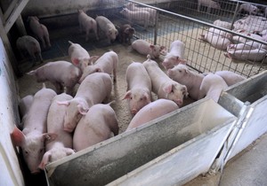 "Cena je pala na oko 150 dinara po kilogramu i to je čist minus za proizvođača."