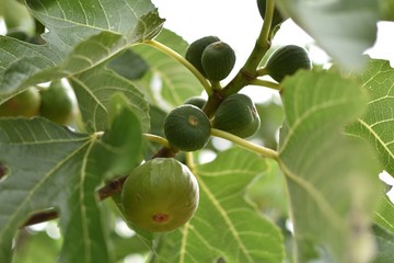 gyümölcs, füget antioxidáns gyulladáscsökkentő, diéta, menstruáció fájdalom ellen