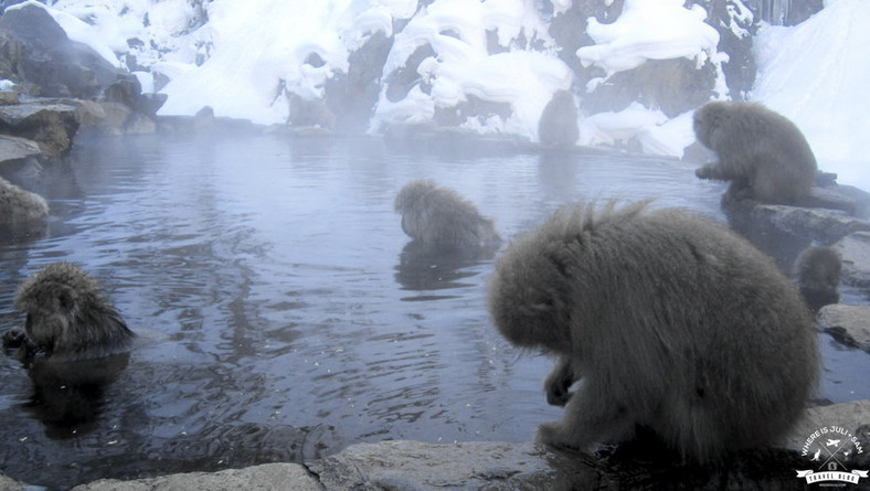 Japońskiej makaki w kąpieli, fot. whereisjuli.com