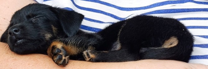 Prave bebice, samo spavaju, jedu i grizu sve što stignu