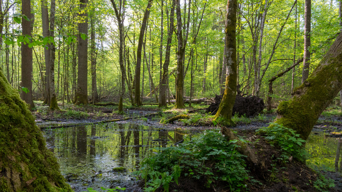 Białowieża: Wody Polskie chcą udrożnić rzekę. Dla ekologów to dewastacja