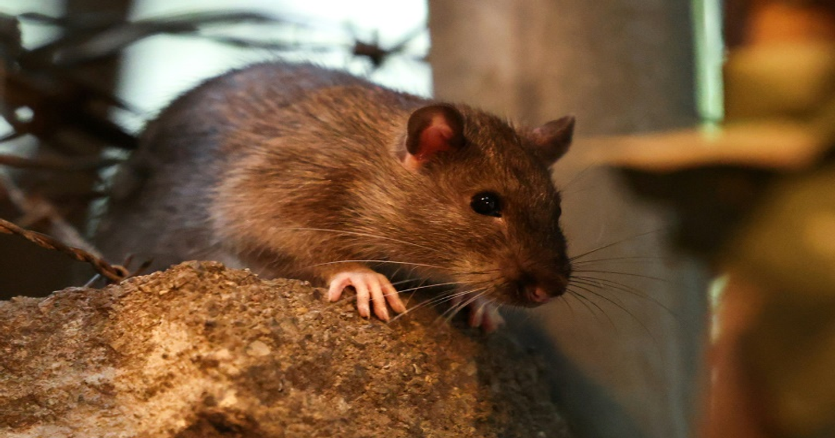 New York stresse les rats pour réduire leur reproduction