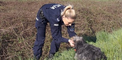 Wzruszająca historia. Pies pomógł rannemu koledze