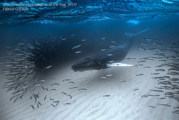 2017 Underwater Photographer of the Year