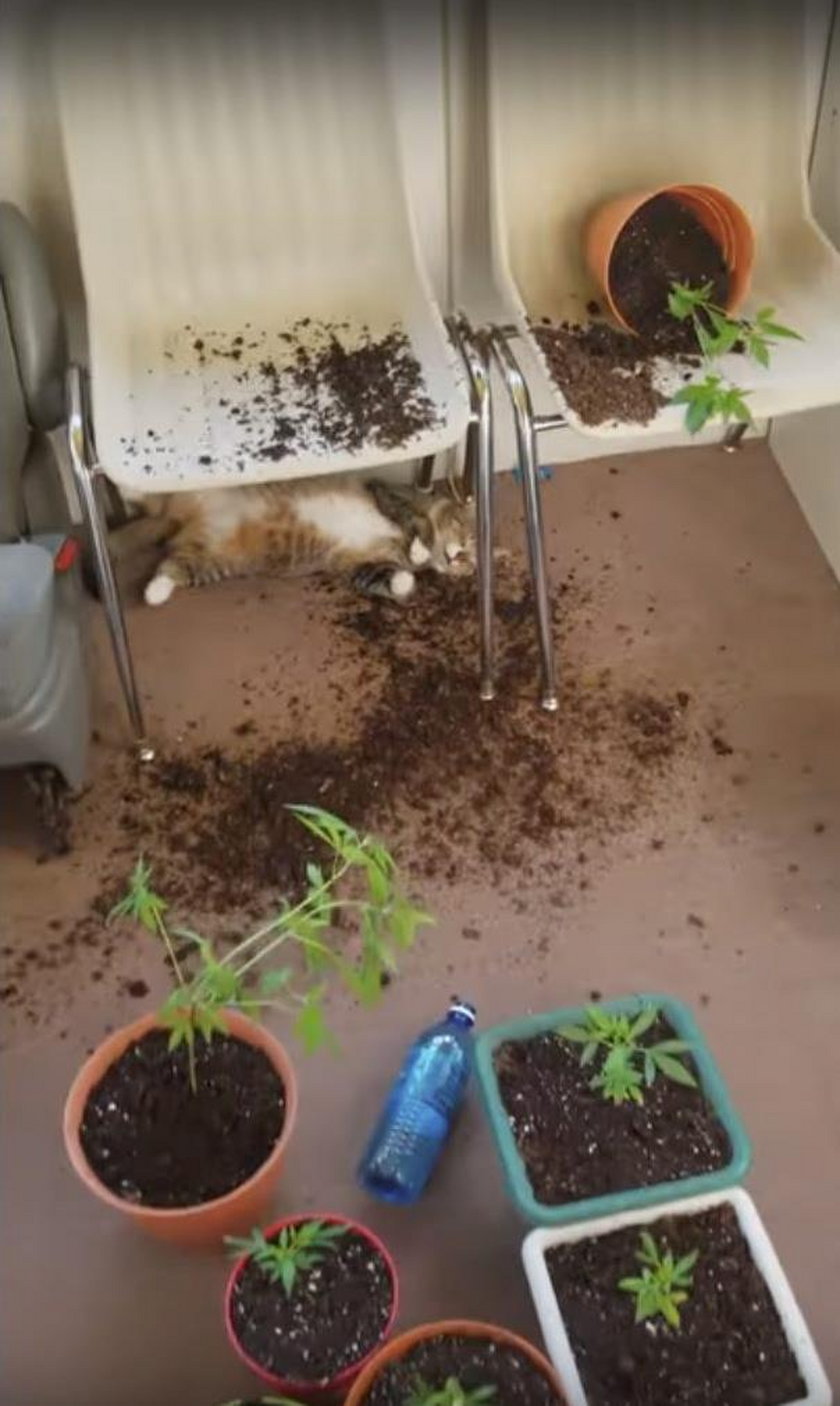Ten film to hit internetu! Koty "zaopiekowały" się marihuaną swojej pani