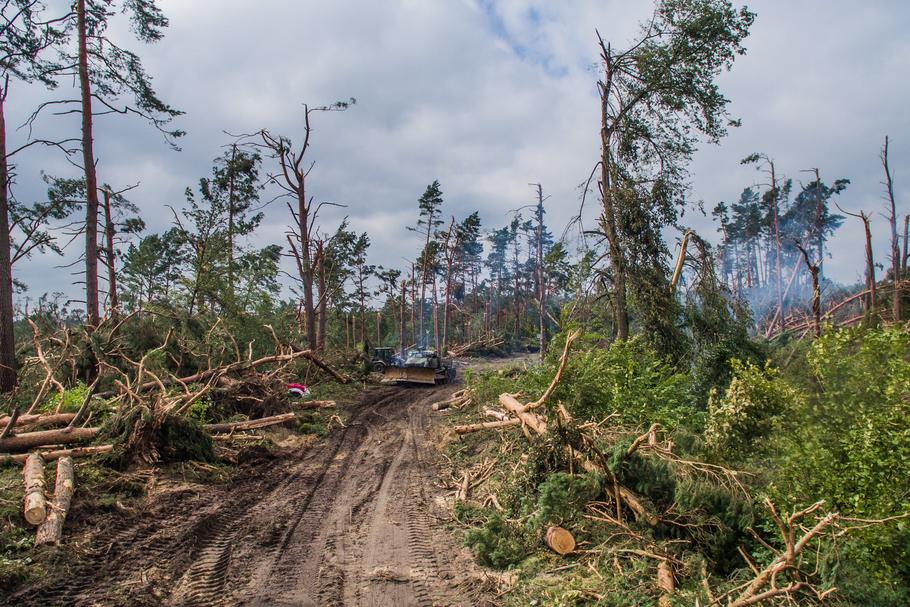 Widok na zniszczony las w okolicy miejscowości Rytel
