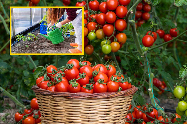 Pomidory można podlewać też roztworami z pokrzywy, mniszka lub skrzypu