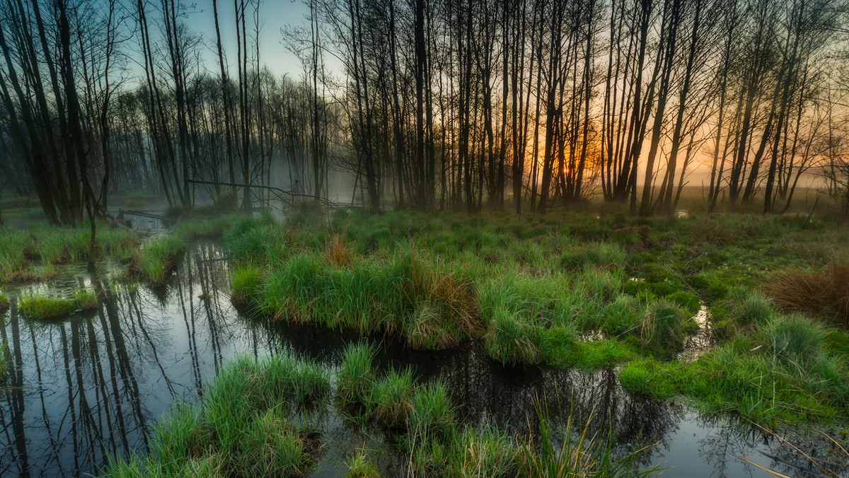 O respektowanie zapisów prawa krajowego i międzynarodowego oraz zaprzestania ingerencji w środowisko naturalne m.in. Puszczy Białowieskiej - apelują dziekani wydziałów przyrodniczych największych polskich uniwersytetów w liście do prezydenta RP, premier i ministra środowiska.