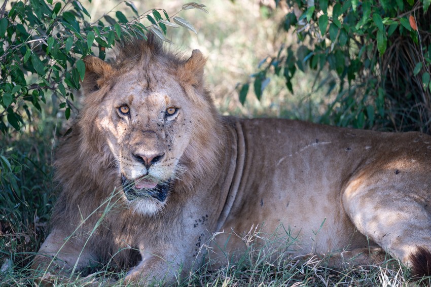 Đo-Đo je lav iz Kenije koji je poneo ime po stomatologu iz Beograda