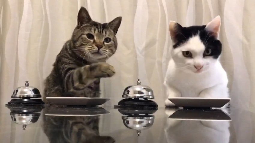 Životinje na dobitku