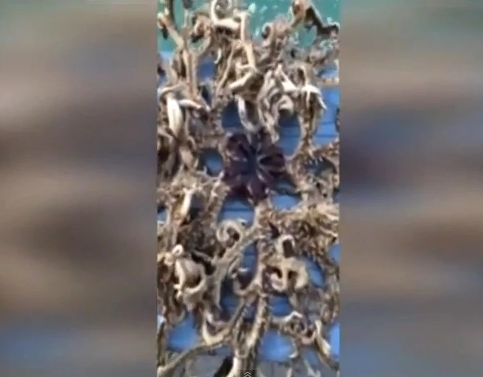 Ovo je stvorenje koje je ribar neočekivano ulovio