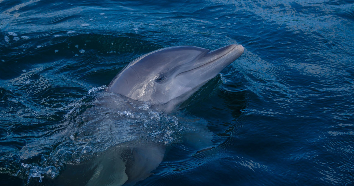 Dolphins in the Baltic Sea. Sailors Couldn’t Believe What They Were Seeing