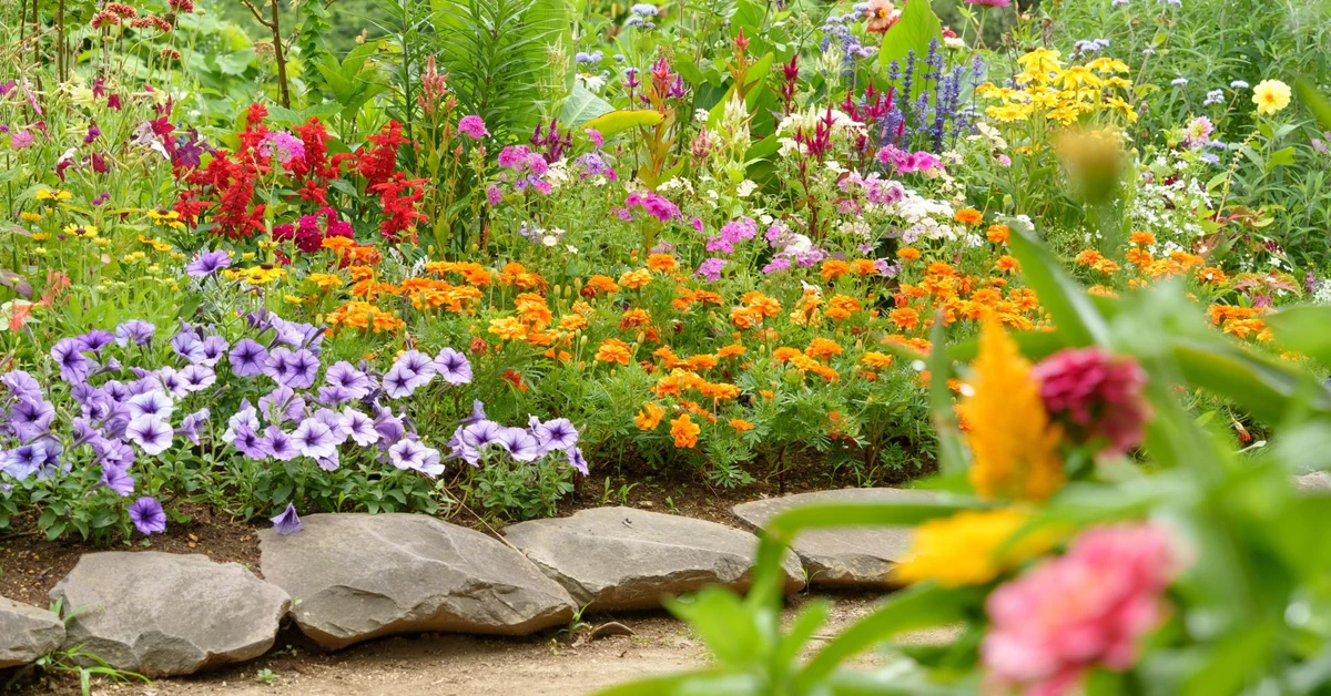 Jakie kwiaty kwitną w lipcu? Kwiaty jednoroczne, byliny i krzewy kwitnące w lipcu